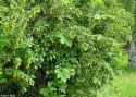 Барбарис обыкновенный (Berberis vulgaris)